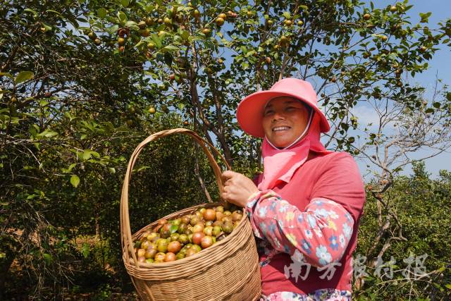 赤光镇绿油农业油茶种植基地，村民抬着满框的油茶果乐开花。 